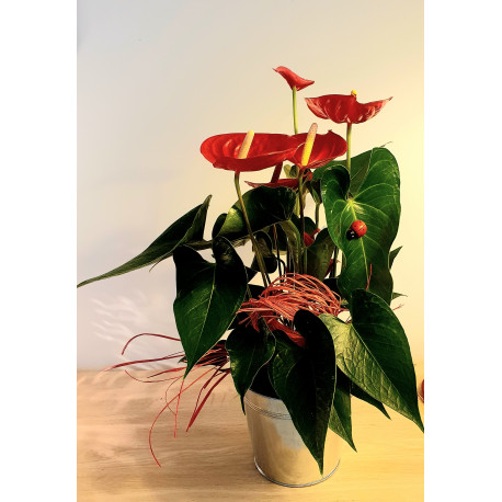 PLANTE fleurie d'intérieur ANTHURIUM